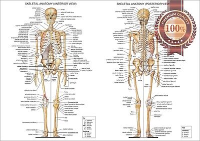 Foot Bone Chart