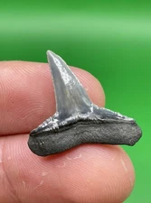 XL 1.01” Florida Lemon Shark Tooth Fossil