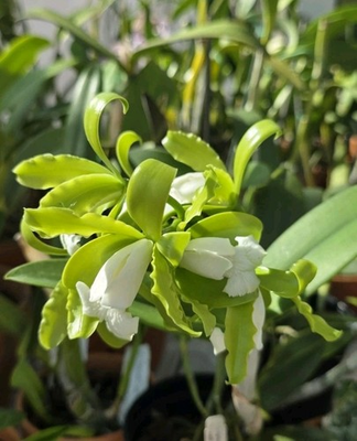 #ad Cattleya tigrina alba#x27;Too Good#x27;Am Aos Flowers 6 19 Quality Breeding Plant $160.00