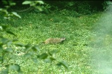 1970s 35mm Slide Groundhog Woodchuck Animal Wildlife Green Grass Field Lush