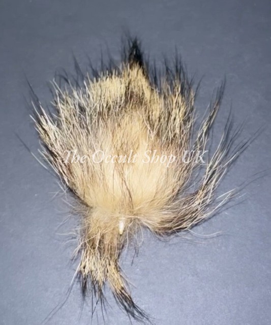 Chacal CUERNO Talismán Wicca Pagano Dije Bruja Negro Mágico Vudú Giddar Singhi