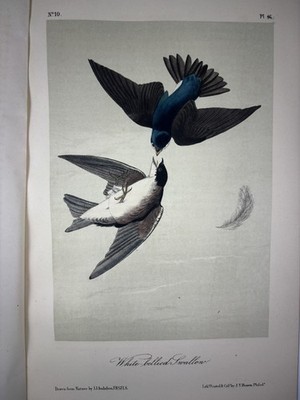 Audubon White bellied swallow Print ORIGINAL 19c Octavo Lithograph, Ornithology