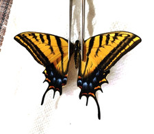 papilio multicaudatus ssp grandiosus ORANGE FORM, male