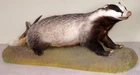 Beautiful Badger Badger Taxidermy With Certificate