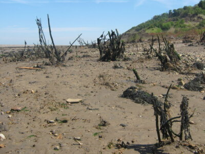 Foto 6x4 Tote Bäume am Strand East End\/TQ9673 Weil dieser Aufnäher von c2009