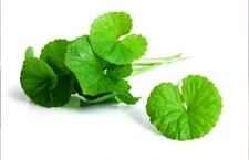 Centella Asiatica Big Leaf Seed Gotu Kola Indian Pennywort Rau Má Vegetable SEED