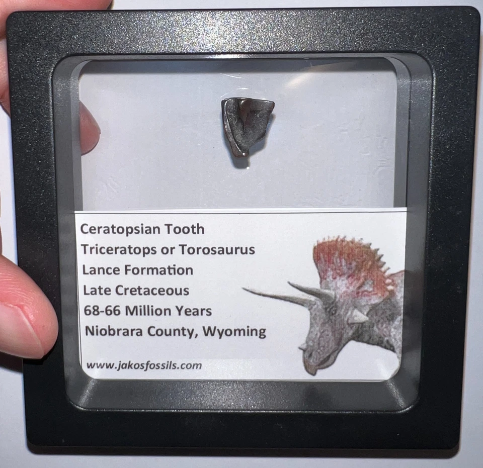 FRAMED TRICERATOPS or TOROSAURUS Fossil Dinosaur Tooth Lot! One per Order! - Image 4 of 4