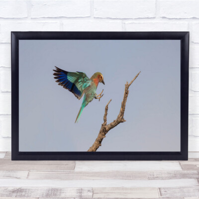 Flieder Roller Landing bunter Vogel auf Zweig Ast Wandkunstdruck