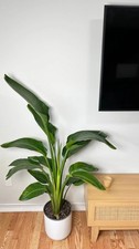 10 inch Bird of Paradise live plant