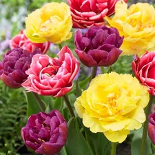 Easy to Grow Tulip Colorful Mix 30 Plant Bulbs, Spring Flowers Zones 3-8