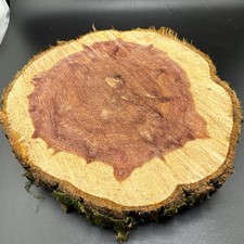 Rustic Round Cut Live Edge Deep Red Cedar Epoxy Project Wood Slab  203  