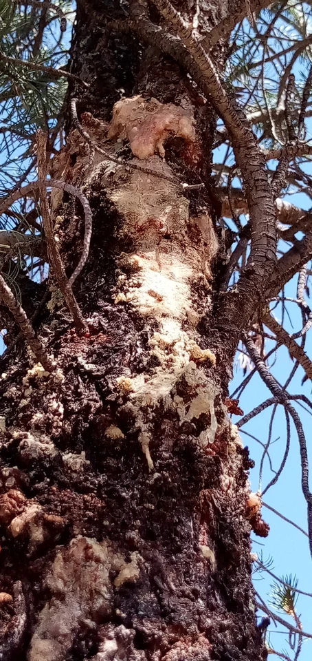 Sticky Piñon Pine Tree Resin/Sap/Pitch from SW New Mexico 1oz.-2lbs. Multi Use - Image 3 of 4