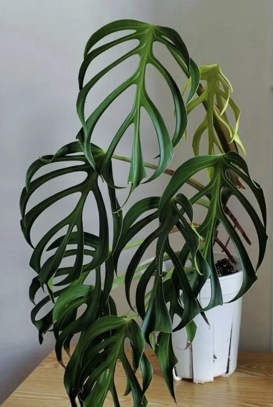 RARE! AUTHENTIC Monstera Burle Marx Flame 1 live rooted plant cuttings
Opens in a new window or tab