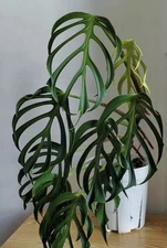 RARE! AUTHENTIC Monstera Burle Marx Flame 1 live rooted plant cuttings
