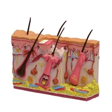 Aging Skin Hair Loss GPI Anatomical Model LFA #3900 Make Us an Offer! SEE VIDEO