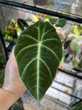 Black Velvet Alocasia
