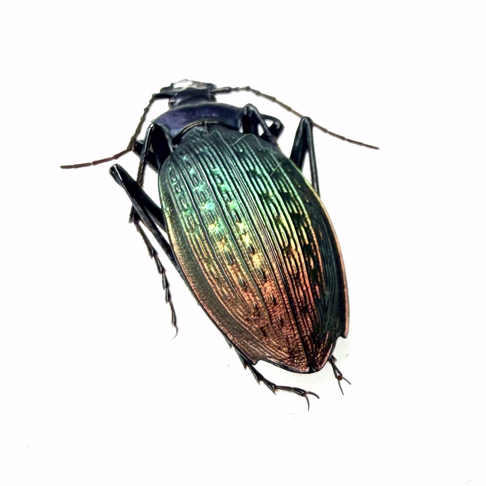 Colorful Carabidae Specimen丨【Rare】Carabus zengae A2 C. Guangdong