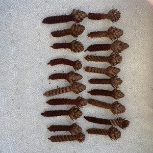 20 Count Mostly Gnawed Premium Pinecones Brand New