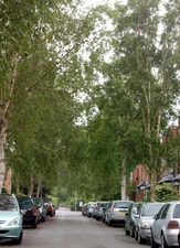 Photo 6x4 Acacia Grove looking south to Lancaster Road, Rugby  c2009