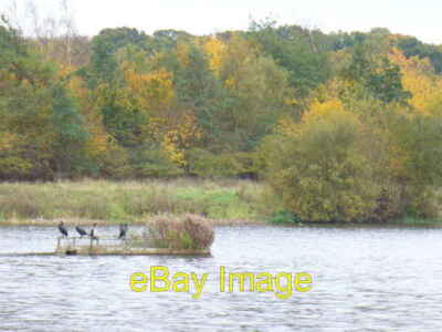 Foto 6x4 Lake, Riverside Park Guildford Kormorane sitzen auf einem Auge i c2007