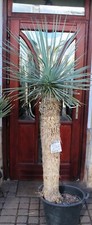 Yucca rostrata, pień 180cm / 110cm, zakorzeniony!