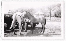 Vintage B&W Snapshot Horses Farm Scene Deckle Edge Photo 1940s-50s