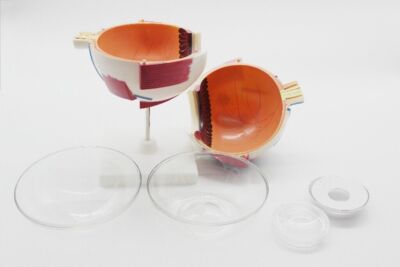 1X Eyeball anatomical model 6 times detachable eye structure demonstration #W2*