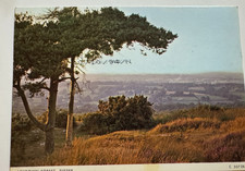 Vintage postcard -Ashdown Forest Sussex