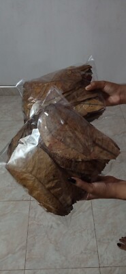 100Pcs Indian Almond Leaves Catappa Ketapang Leaves 7'' Inch Shrimp Betta Fish