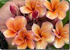 Rare Plumeria Golden Glow frangipani- 1 middle cutting- imported 6-8"