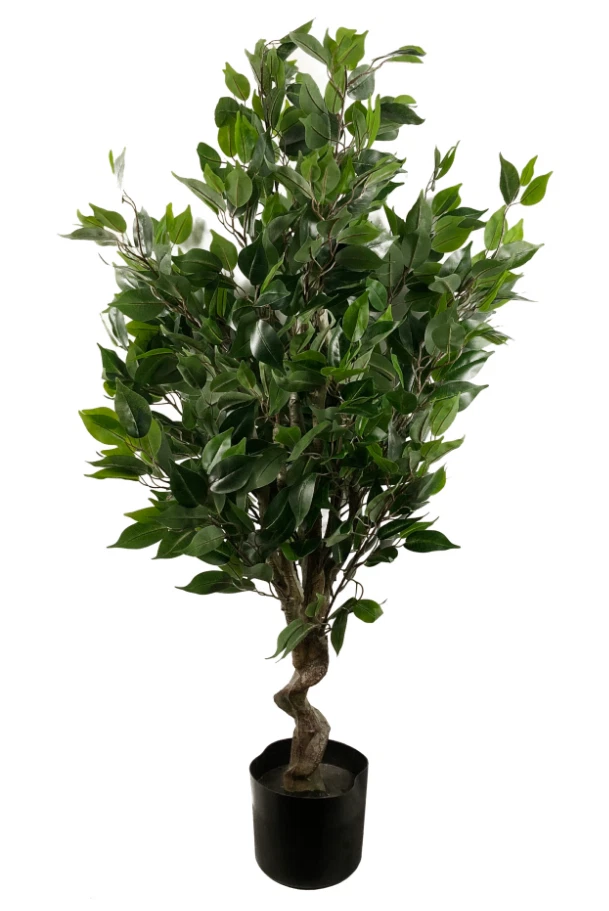 110cm Twist Ficus 7371