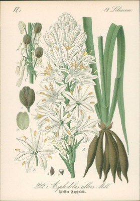 Chromolithographie : Weißer Asphodill, Affodill. Asphodelus albus Miller. Liliac
