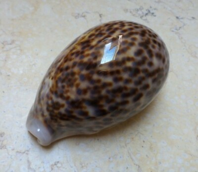 F Cypraea pantherina 95MM F++++GEM red sea shell nice color super natural glossy