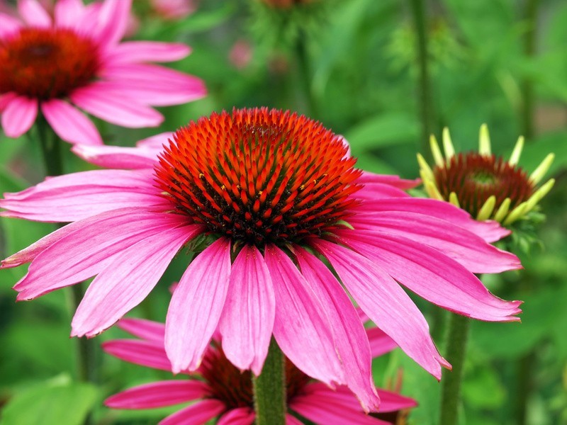 SAMEN SONNENHUT Echinachea ein wirkungsvolles Heilmittel bei Erkältung