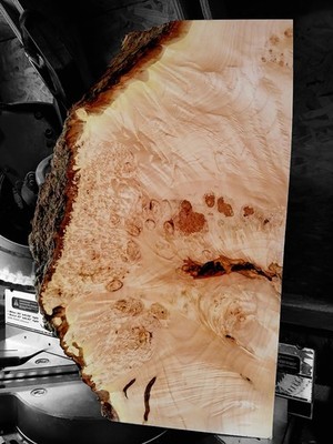 XXL INSANELY CURLY Birdseye WHITE MAPLE Burl wood, Live Edge Curly Maple, Burl 
