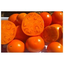 30 Graines Tomates - Semences paysannes bio - Résistantes sécheresse Pascal Poot