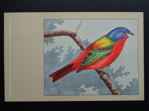Carte postale thème oiseau NONPAREIL BUNTING années 1950 par P. Sluis série 4 n°46 - Photo 1/2