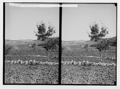 Trees,shrubs,Vineyard in winter,Vitis vinifera L.,Hebron,West Bank,Middle East