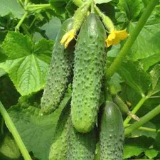 10 Seeds cucumber SV 4097F1+10 Masha F1+10 Amour F1 Seminis Monsanto Netherlands