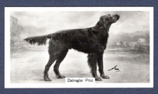GORDON SETTER, Dalnaglar Pilot - Original 1938 Photo Cigarette Card