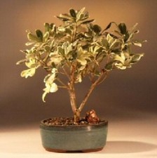 Flowering Japanese Mock Orange Bonsai Tree Variegated 12 years old 12-13" tall