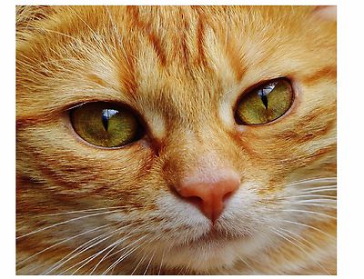 ORANGE TIGER CAT  COMPUTER MOUSE PAD  9 X 7 
