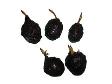 Tigerlotus Knollen rot oder grün Nymphaea Lotus 5 Knollen Wasserpflanzen, Aquari