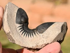 Trilobite Fossil, Paralejurus  hamlagdadicus, from Morocco   #4