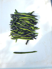Super Floater Worms, 100 pcs - 6"- Soft Plastic Baits Lot - Spoprtsmans - B & G