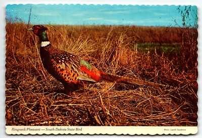 Ringneck Pheasant South Dakota State Bird Chrome Postcard SD UNP