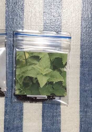 Catnip 800+ Seeds (Nepeta) Instructions Included x - Picture 3 of 8