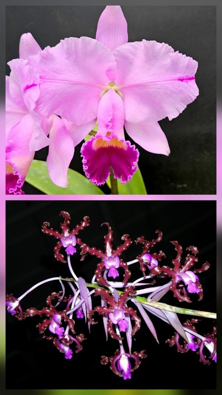 Cattleya trianae x Laelia splendida