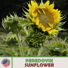 50 Peredovik Sunflower Seeds, Black Oil, Bird & Deer Attractor, Genuine USA