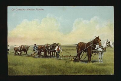 On Canada's western Prairies Three teams of two horses and two ox- Old Photo